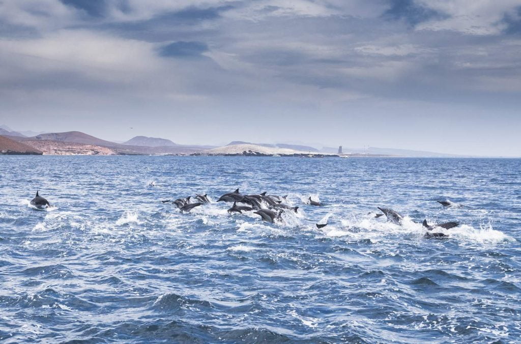 Delfines en Tour de Isla Espíritu Santo tour de Club Hotel Cantamar, La Paz, Baja California Sur