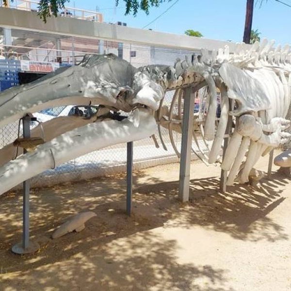 🏛️ Guía de los Mejores Museos de La Paz, BCS y El Triunfo 🎨🐋